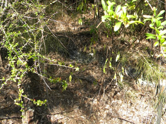 Shell midden, Marramarra Creek